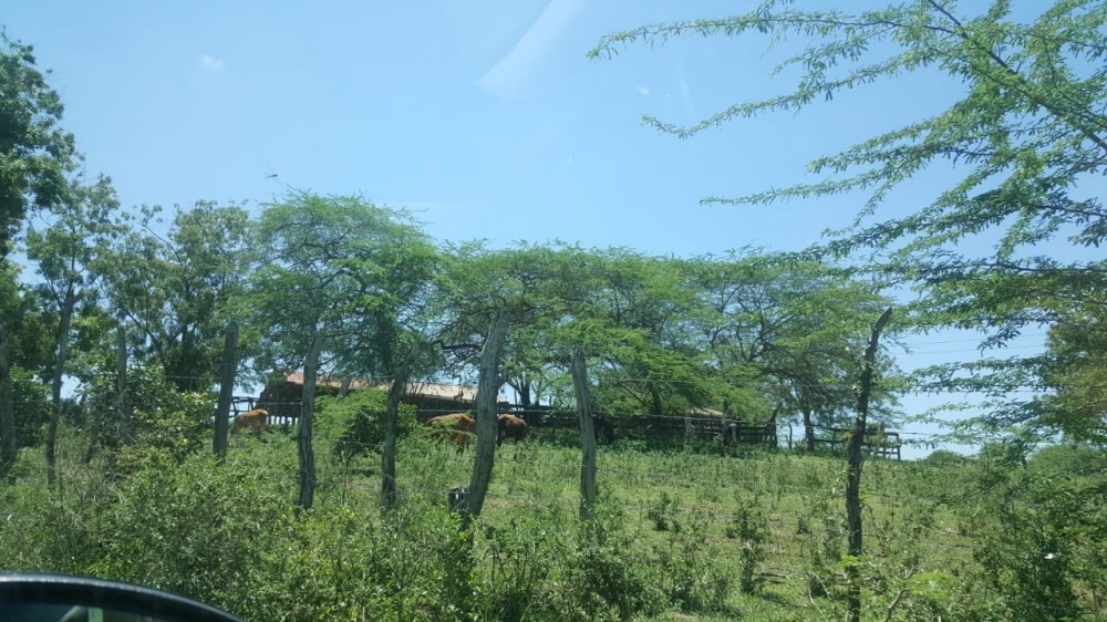 Finca en el sector Guayacanal